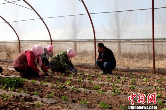 甘肃甘州农民合作社种养林新模式:绿了环境富