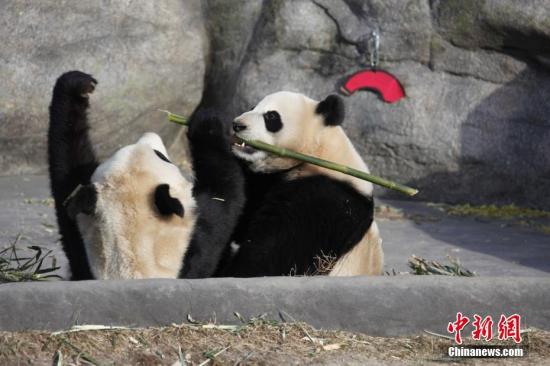 旅居加拿大卡尔加里大熊猫享受家乡直运鲜竹开